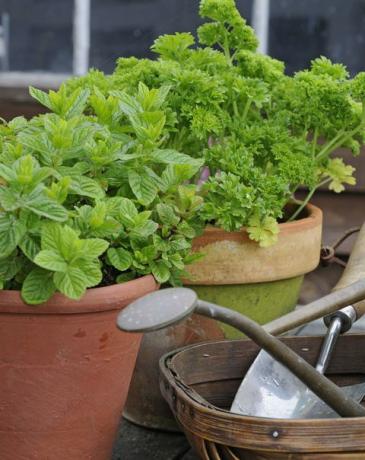 Terrakotta krukor med mynta (Mentha) och örtblad persilja (Petroselinum crispum) örter