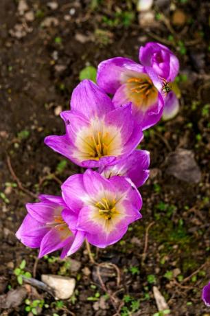 höstlila krokus blommar i trädgården i september oktober