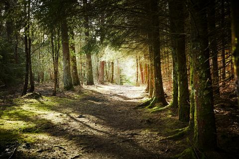 Vackra skogar i Storbritannien för att prova Forest Bathing