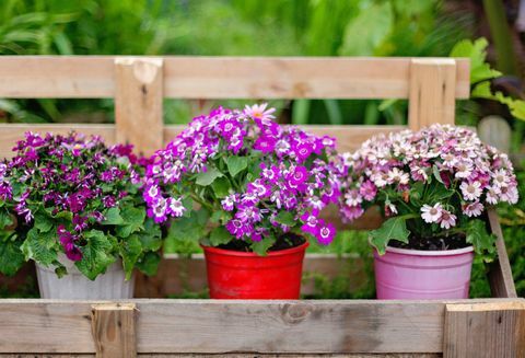 Blommor och växter på utomhus- krukor