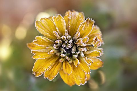 Frostad gul Rudbeckia blomma också känd som Coneflower