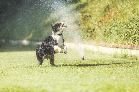 hund med sprinkler