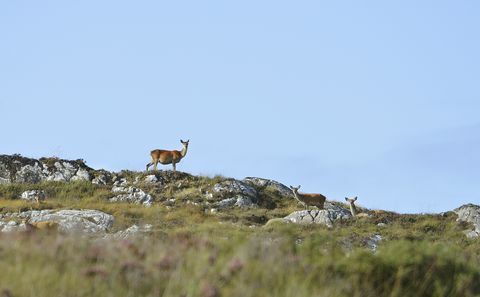 Fearna Lodge till salu