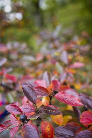 ljus höst bakgrund löv och frukter av chokeberry bush hög kvalitet foto