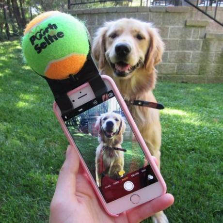 pooch selfie smartphone-bilaga för hundfotografering