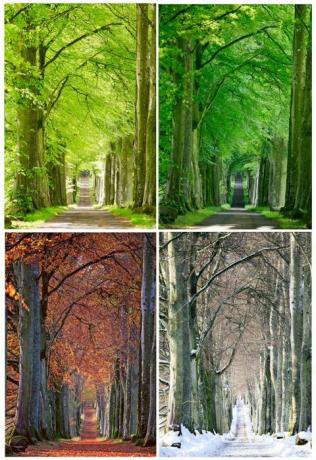 vackra höstlandskap: bokträd, Skottland, Drummond Castle