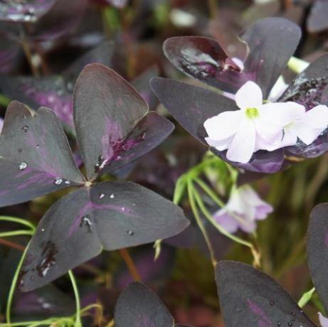 Oxalis regnellii atropurpureum växt med lila lövverk och vita blommor