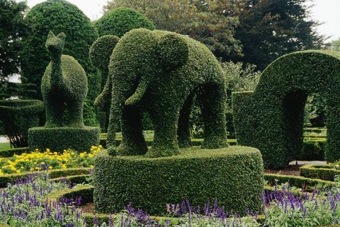 topiary elefanter