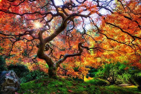 vackra höstlandskap: japansk trädgård, Portland, Oregon