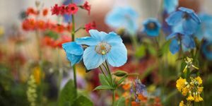 Förhandsgranska Day of The Chelsea Flower Show 2017