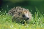 Husägare uppmuntras att skapa "Hedgehog Highways" i deras trädgårdar