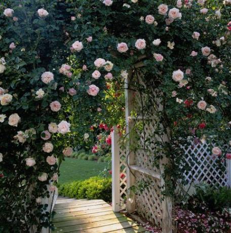 Pergola täckt av krypande blommor