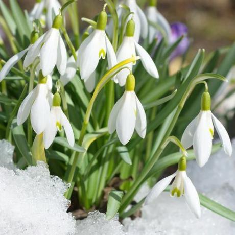 Galanthus woronowii snödropp