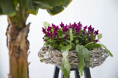 Celosia, mörklila blommande växt, Cock's Comb