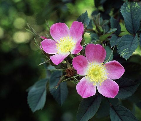 Magenta färgad Rosa glauca