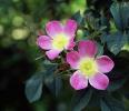 Trädgårdsbok: doftande blommor, örter och planterare