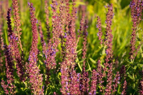 kantväxt, blommande trädgårdssalvia vanlig salvia, kulinarisk salvia, salvia officinalis fält av färska lila blommor rosa sommarängs salviabakgrund