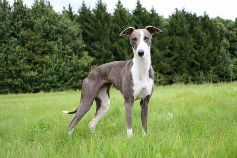 Whippet hund sitter utanför