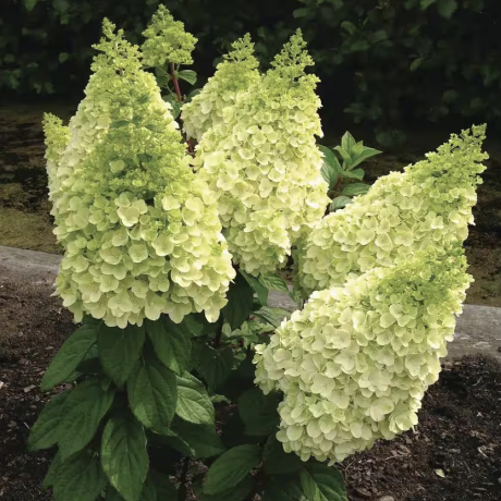 Härdig hortensia buske