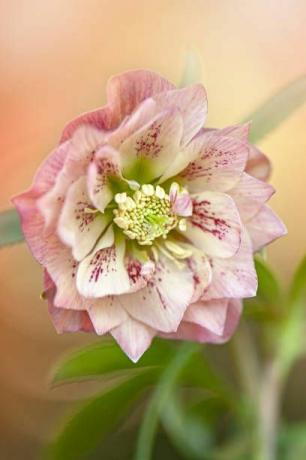 hellebore