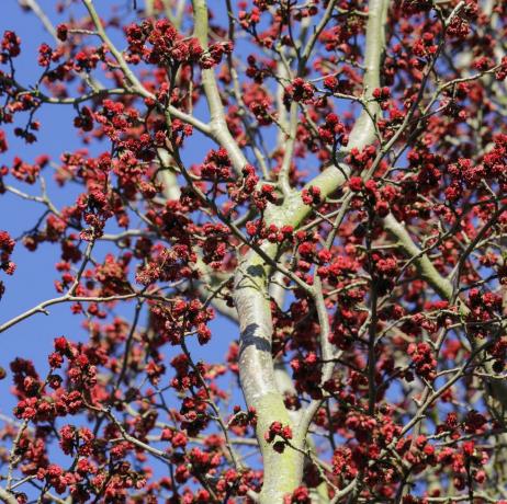 persiskt järnved, parrotia persica träd