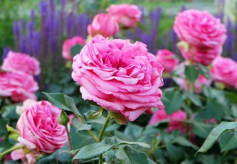 snitt blomma trädgård rosa rosor