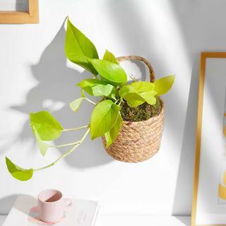 The Trailing Pothos