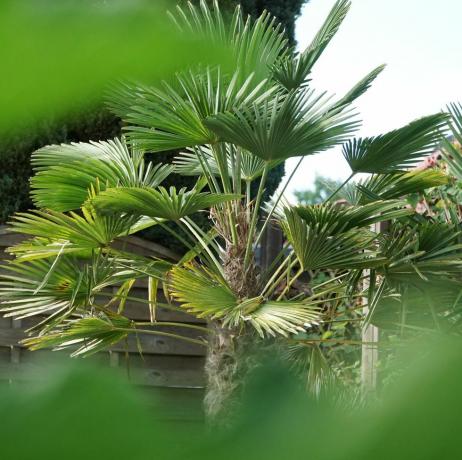 medelhavsfan palm chamaerops humilis palmer