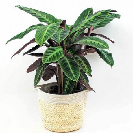 sammet calathea