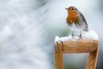 Den perfekta gåvan för Robin, allas favoritjulfågel