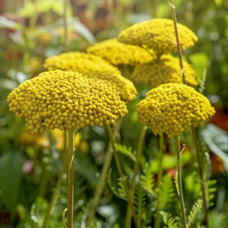 växande snittblommor achillea