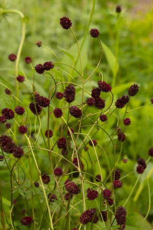 rhs garden for a green future designad av jamie butterworth hampton court palace garden festival 2021