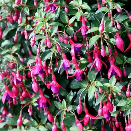 Fuchsia 