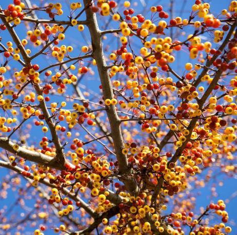 närbild av de många små frukterna av det japanska prydnadsäppelträdet malus toringo i Tyskland i den kalla november, när trädet redan inte har några löv