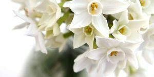 Vit narcissi - inomhus påsklilja