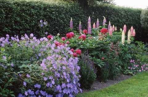 English land-garden-hedge-boarder