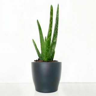 Aloe vera i keramikkruka