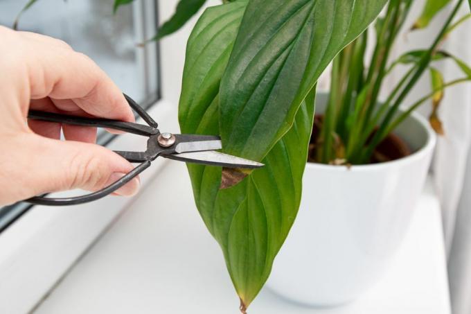 person skär bort krukväxt spathiphyllum allmänt känd som spath eller fredsliljor bruna döda bladspetsar bladbrunning orsaker kan vara övervattning, extrema temperaturer, brist på vattning