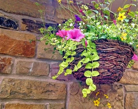 Petunias blommor i hängande korg vid stenväggen