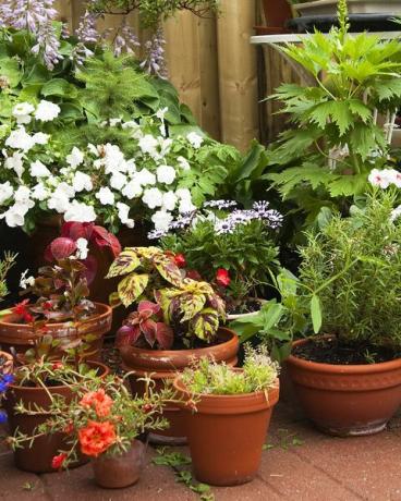 en samling krukväxter och blommor i behållare i en stadsträdgård med ett trästaket och uteplatsstenar precis efter ett sommarregn