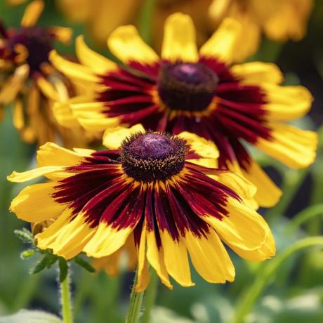 växande snittblommor rudbeckia