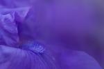 Tips och tricks för att plantera irisblommor 2023