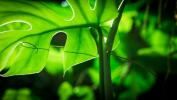 The Green Planet: David Attenboroughs 5-delade växtserie på BBC