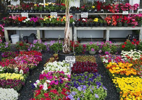 Ett urval av årliga blommor i ett trädgårdscenter