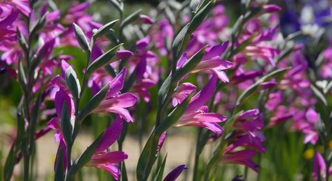 blomsterlökar-gladioli