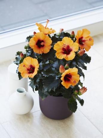 <p> Denna nyutvecklade typ av Hibiscus har glänsande, mörkt bladverk och ljusa och vackra blommor. Det skapades för konsumenter som vill ha en mer <a href = " http://www.housebeautiful.co.uk/garden/plants/g197/benefits-of-houseplants/" data-tracking-id = "recirc-text-link"> minimalistisk växt </a> men som fortfarande behåller en exotisk smak. </ P>