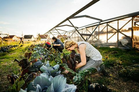 Stadsbönder som skördar rabarber från små organiska grödor