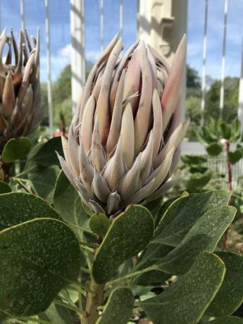 Temperat hus, Kew Gardens