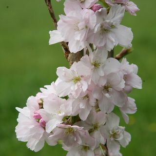 Prunus 'Amanogawa' Japanskt blommande körsbär