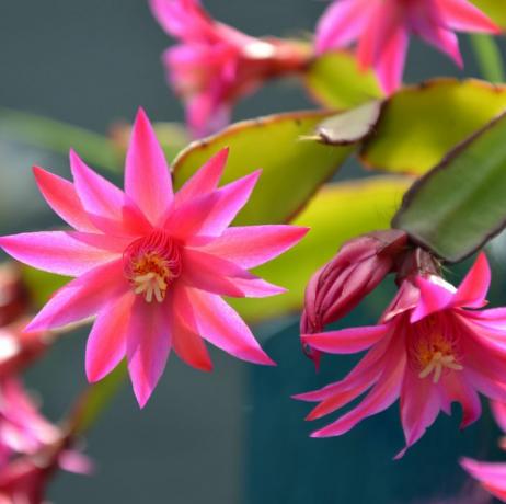 rosa zygocactus schlumbergera blommor tillbaka upplysta av solljus i trädgården även känd som krabbkaktus, julkaktus eller tacksägelsekaktus